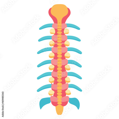 white-background-on-human-spinal-cord.eps