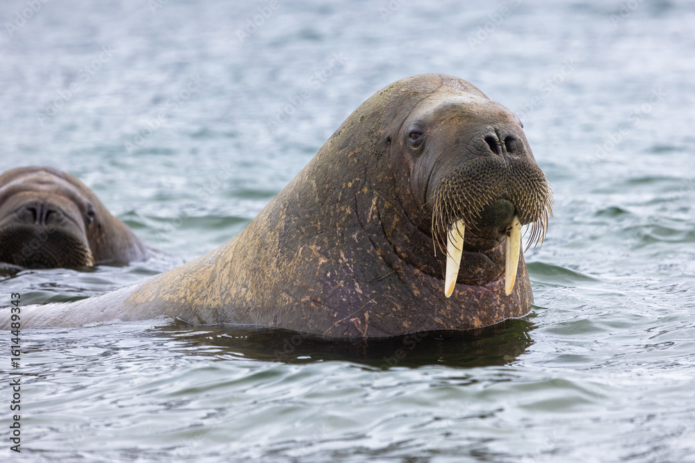 Fototapeta premium Proud Walrus (odobenus rosmarus) in the arctic of Svalbard, Norway
