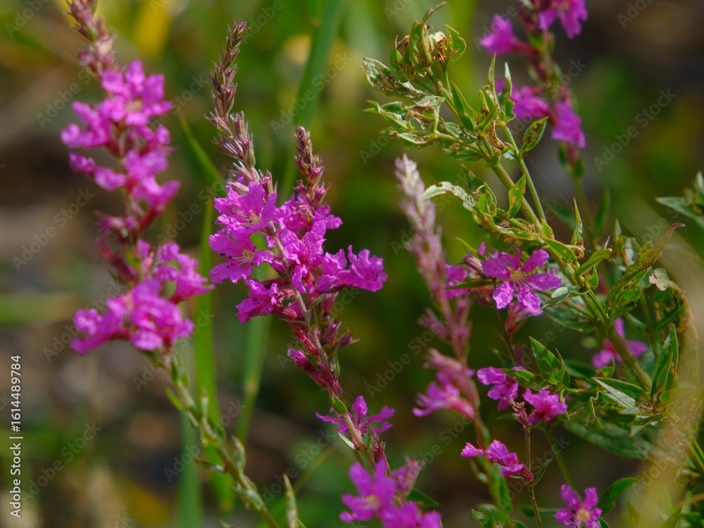 Fototapeta premium purple flowers in the garden