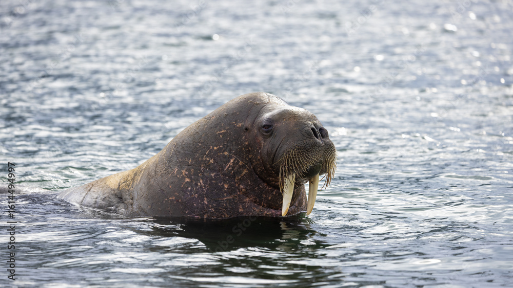 Fototapeta premium Young Walrus (odobenus rosmarus) in the arctic of Svalbard, Norway