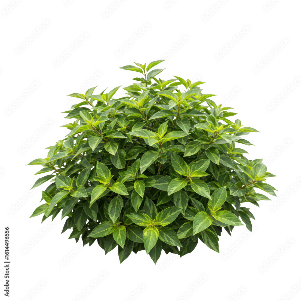 Obraz premium Lush green bush with many leaves on a transparent background