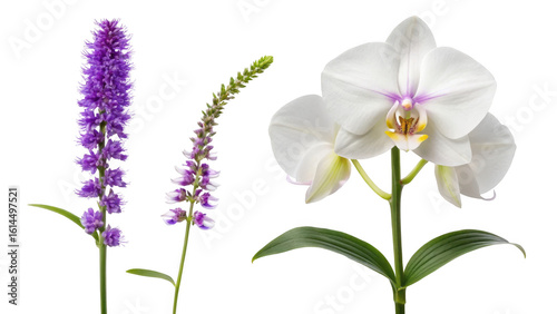 Purple Giant Hyssop Flower and Orchid Flower isolated on transparent background