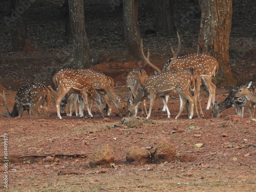 Deer In Zoo HD Image Background