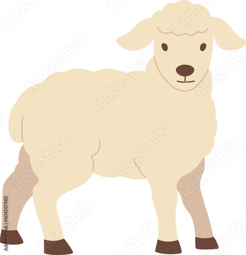 Sheep Qurban sacrificial animal for Eid al Adha

