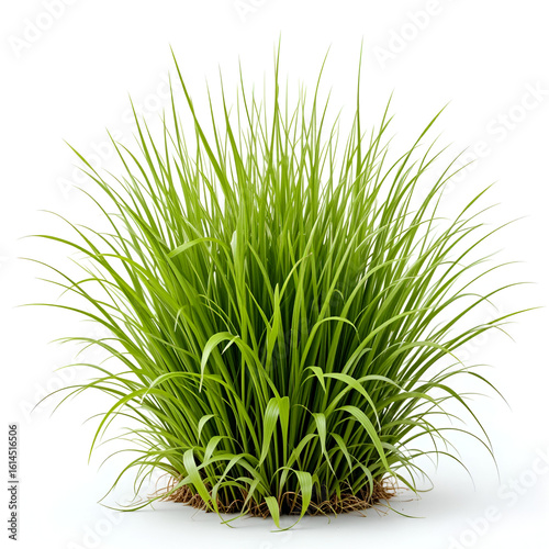Isolated Clump Of Green Grass Plant on Transparent Background