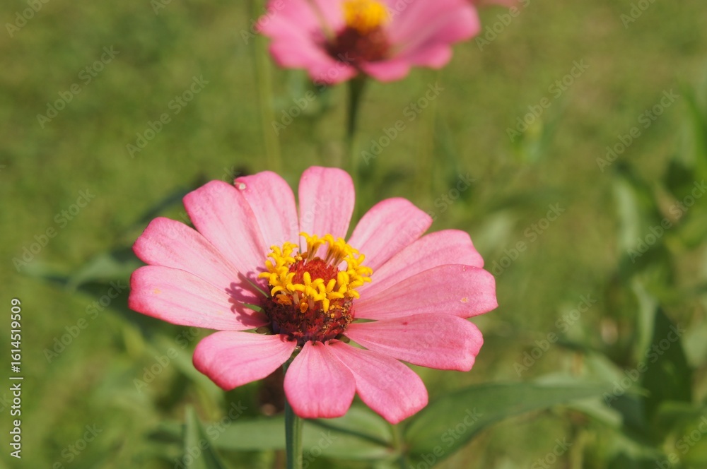 Obraz premium The graceful zinnia, also known as Zinnia elegans, is a flowering plant. The word 