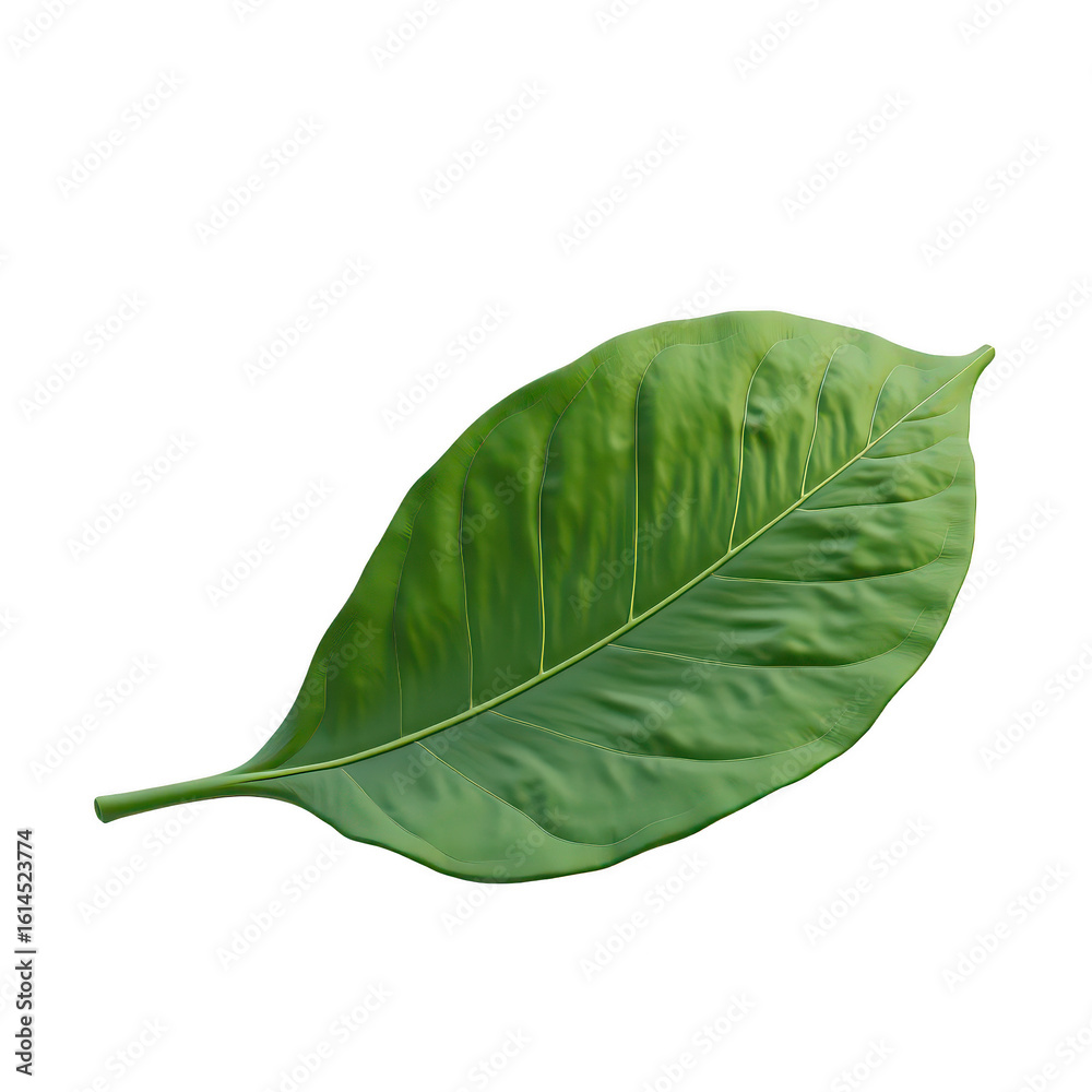 Fototapeta premium Detailed close-up of a vibrant green leaf.