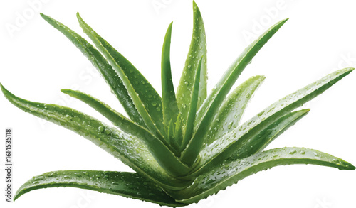 Aloe vera plant benefits uses skin care natural remedy vector illustration	