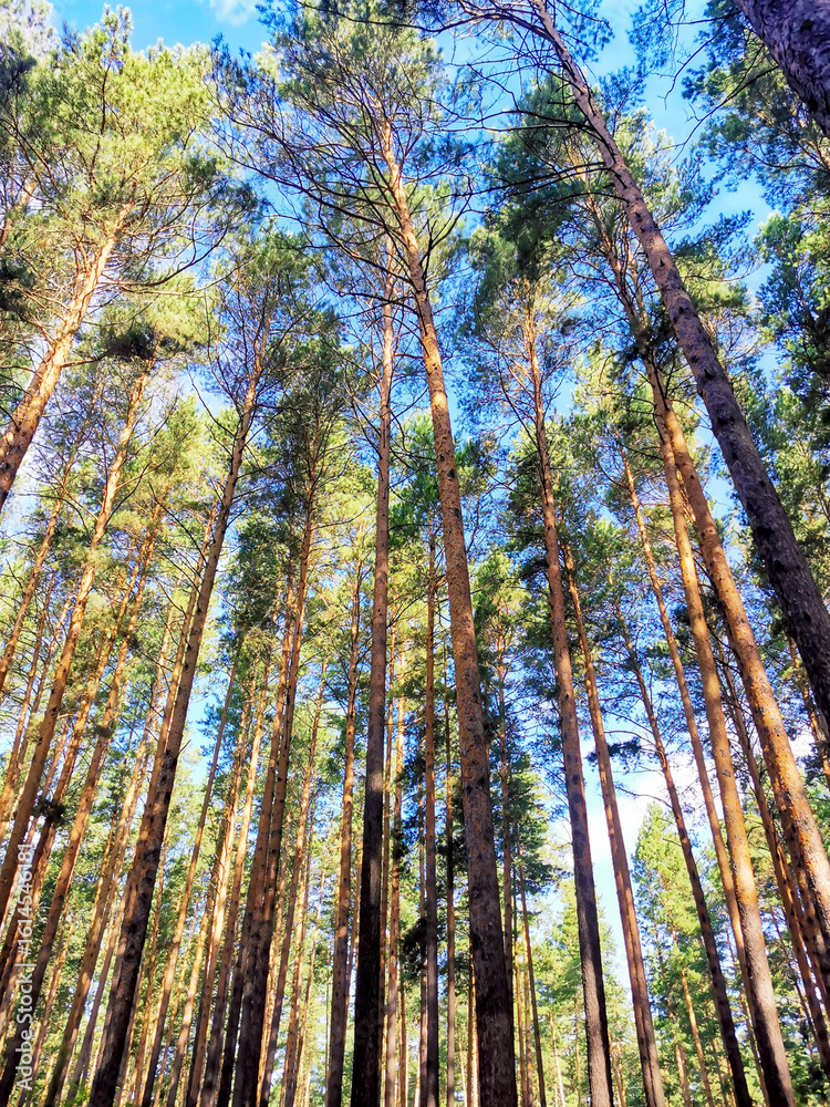 Fototapeta premium Majestic Pine Forest Under Clear Blue Sky