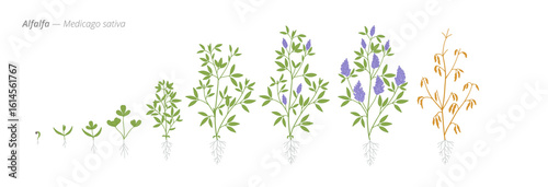 Medicago alfalfa plant growth stages from seed to harvest
