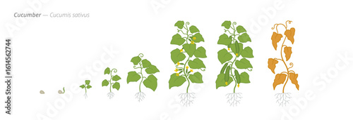 Cucumber growth stages from seed to harvest time