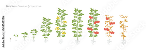 Growth stages of tomato plants from seed to harvest