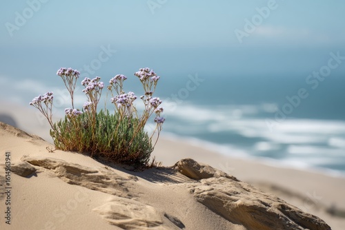 Fototapeta Naklejka Na Ścianę i Meble -  Delicate purple wildflowers bloom atop a sandy dune overlooking a tranquil ocean, under a clear, bright sky