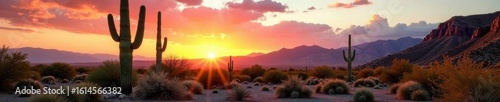 Massive saguaro, dramatic Sonoran Desert setting, landscape, cactus, shadow