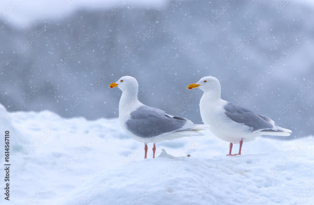 Obraz premium Glaucous Gulls (Larus hyperboreus ) in snow fall, Svalbard, Norway