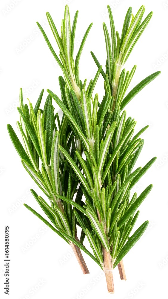 Obraz premium Fresh rosemary sprigs (1)