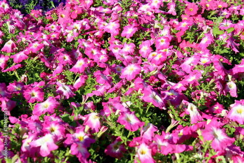 Wallpaper Mural A beautiful, brightly blossomed petunia grows on a warm summer day. Torontodigital.ca