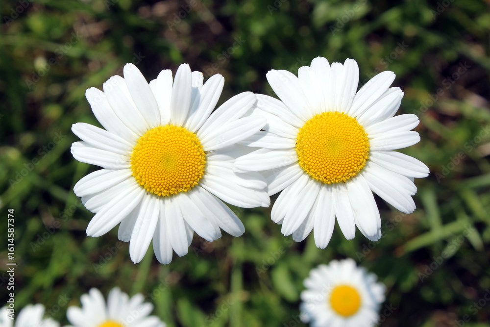 Fototapeta premium White chamomile blooms in the meadow, evening sun. 