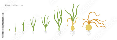 From Seed to Onion Growth Stages