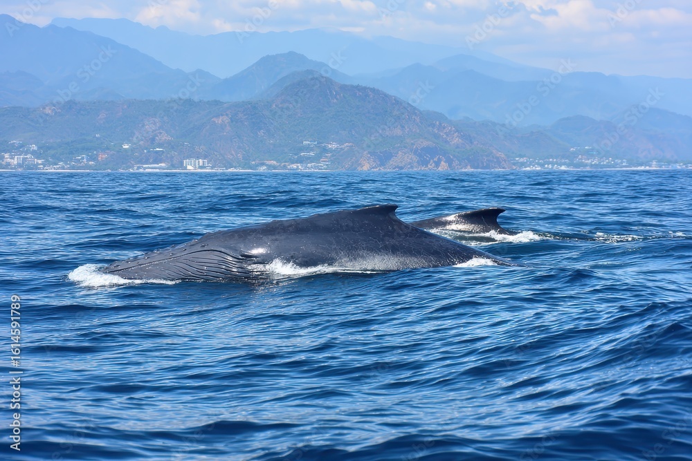 Fototapeta premium Whale watching ecotourism trip in beautiful coastal waters during a clear day in the afternoon