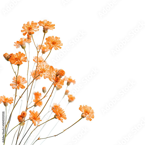 Dried orange flowers in a cluster