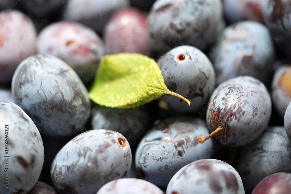 Fototapeta premium plums