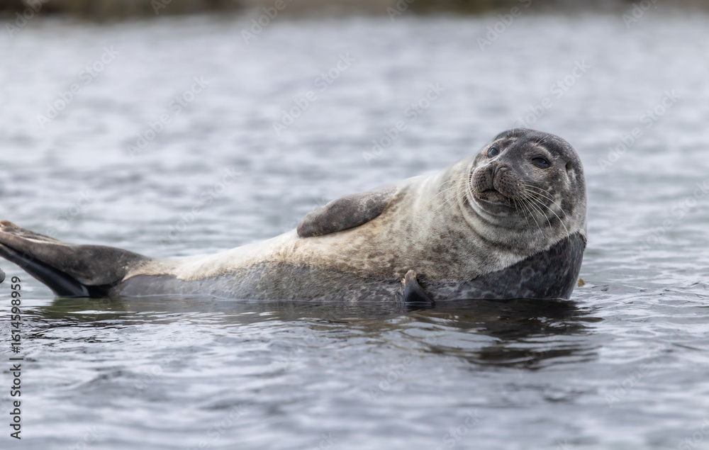Obraz premium Harbor Seal (phoca vitulina) resting in the shallow water, Svalbard, Norway