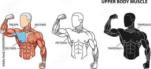 Upper body muscle anatomy diagram showing deltoids triceps pectorals and trapezius muscles chart