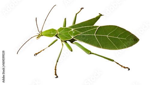A leaf insect flattened against an imaginary surface, with a shadow that mimics leaf veins and curled edges beneath. Light source slightly above and to the left, transparent PNG.
