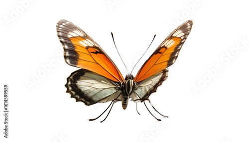 A butterfly perched sideways with light falling from the front, casting a dramatic, long shadow behind its wings. Slight elevation gives shadow depth, on transparent PNG.
