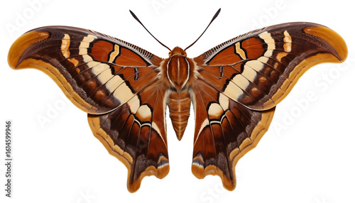 An atlas moth in top-down view, massive rust-brown wings patterned with eye-like markings. Fine scales and body hairs visible, wings wide open, isolated on PNG.
