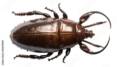 A rhinoceros beetle in top view, armored dark brown shell with a curved horn on the head. Glossy textures with subtle highlights, isolated on transparent PNG.
