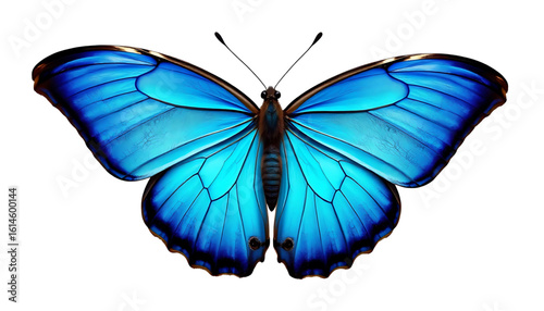 A morpho butterfly with vibrant blue iridescent wings spread wide, showing delicate vein patterns and subtle gradients of turquoise. Captured in a side angle, sharp wing edges.