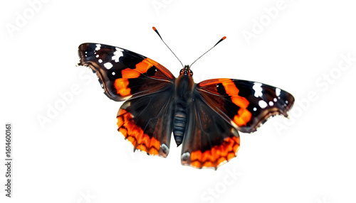 A red admiral butterfly with striking red-orange bands and white speckles on deep black wings. Detailed side profile, antennae clearly visible, sitting lightly on an invisible surface, perfect cutout 