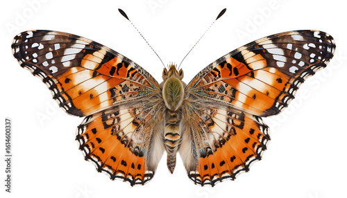 A painted lady butterfly with a complex mosaic of orange, black, and white wing patterns. Captured in full clarity with a detailed side profile, antennae extended, perfectly cut on transparent PNG bac