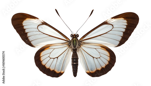 A glasswing butterfly viewed from above, nearly invisible wings bordered in chocolate brown. The transparency effect subtly catches the light, with body texture crisply defined, clean PNG cutout.
