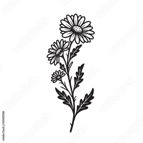 Elegant black and white daisy flower stalk vector illustration with detailed petals and leaves