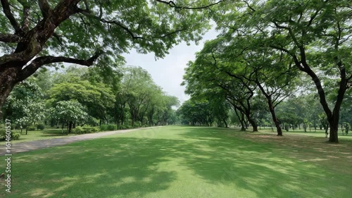 Green park with large trees, grass, and peaceful natural scenery