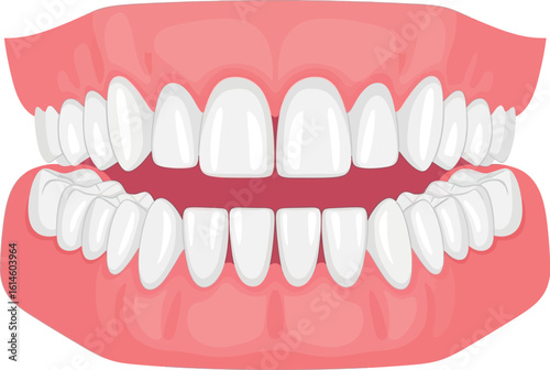 Illustration of a complete set of teeth with a pink gum line on a plain white background