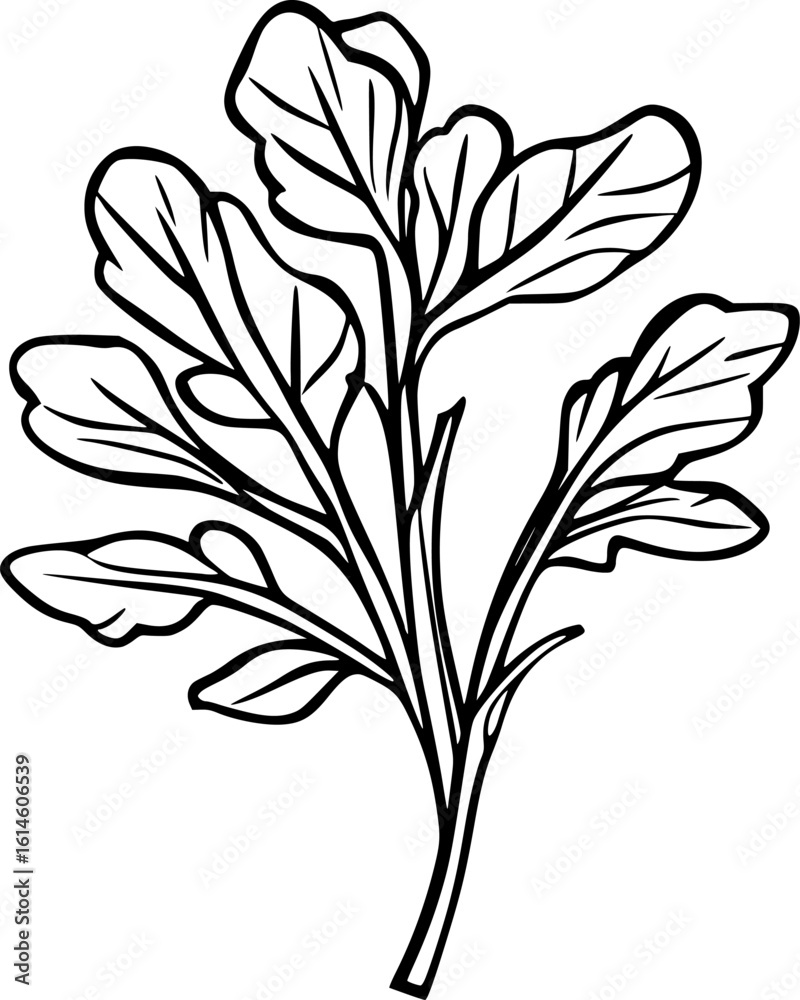 Naklejka premium Arugula Leaf Lineart Vector for Logo or Coloring