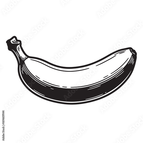 Detailed hand drawn black and white illustration of a ripe banana fruit isolated on white background