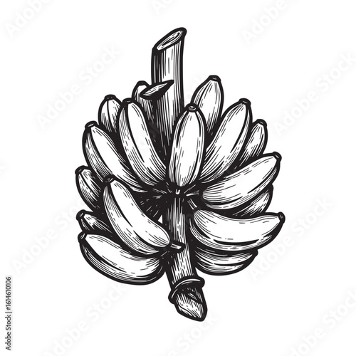 Hand drawn illustration of a bunch of ripe bananas on a white background.