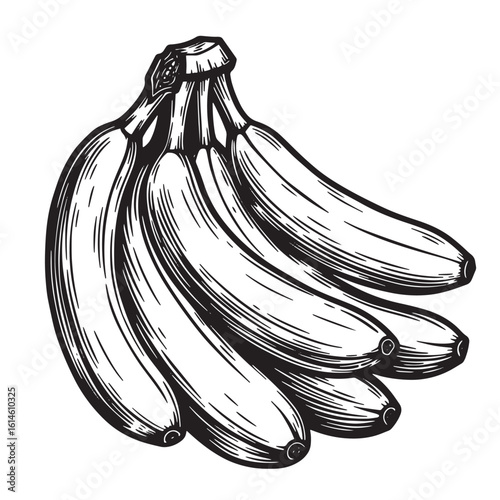Hand-drawn illustration of a bunch of ripe bananas showcasing classic retro vintage style