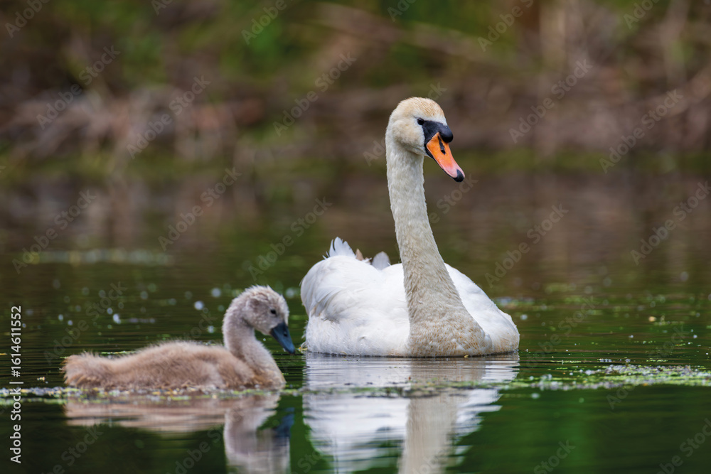 Fototapeta premium Mute swan with baby. Cygnets on summer day in calm water. Bird in the nature habitat