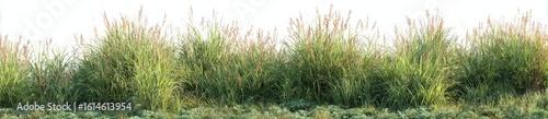 Lush green grasses form a dense boundary
