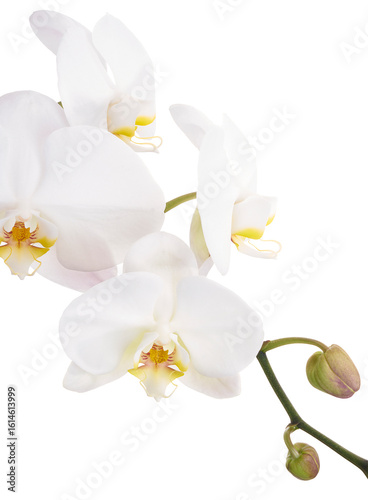 White Phalaenopsis Orchid, Moth Orchids isolated on white background, with clipping path   