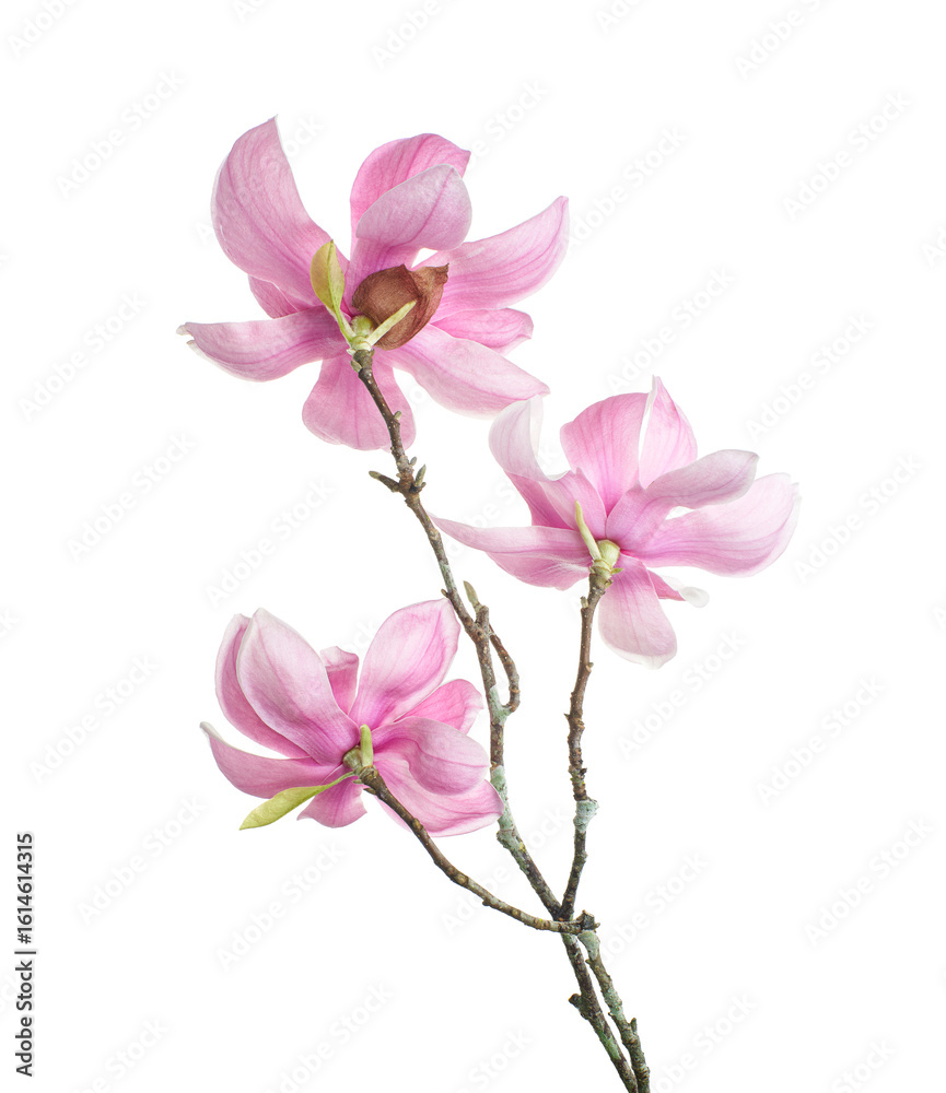 Naklejka premium Magnolia liliiflora flower on branch with leaves, Lily magnolia flower isolated on white background, with clipping path 