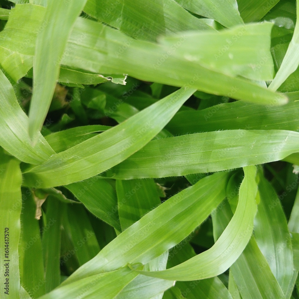 Obraz premium Close-up of fresh green grass blades. Natural texture background for eco, garden, or organic concepts. Vibrant and healthy lawn surface.