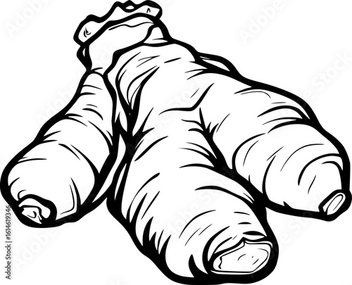 Ginger Root Outline Vector for Logo and Coloring