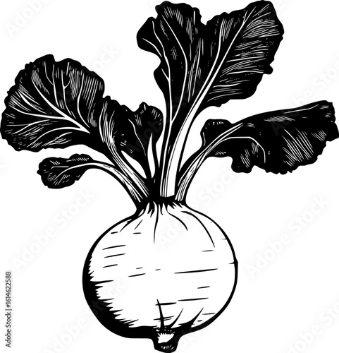 Kohlrabi Vegetable Outline Drawing for Coloring Page